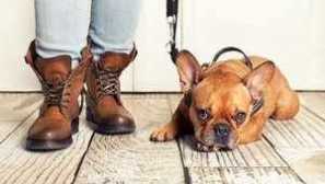 Chipping psov: koľko stojí?